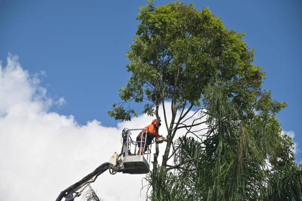 Professional Tree Services in Rolling Meadows, IL