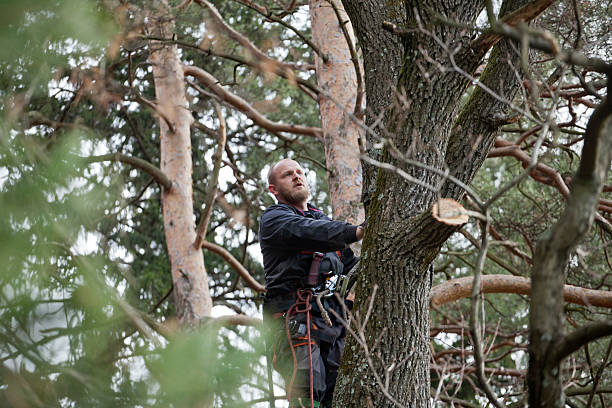 How Our Tree Care Process Works  in  Rolling Meadows, IL